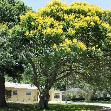 thumbnail for publication: Peltophorum pterocarpum: Yellow Poinciana